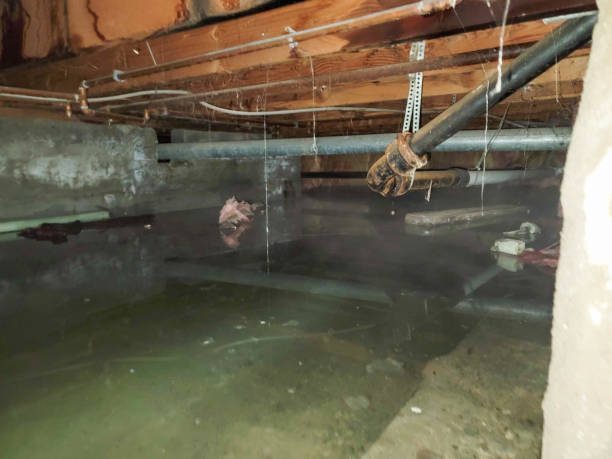 Best Basement water damage restoration  in Mohave Valley, AZ