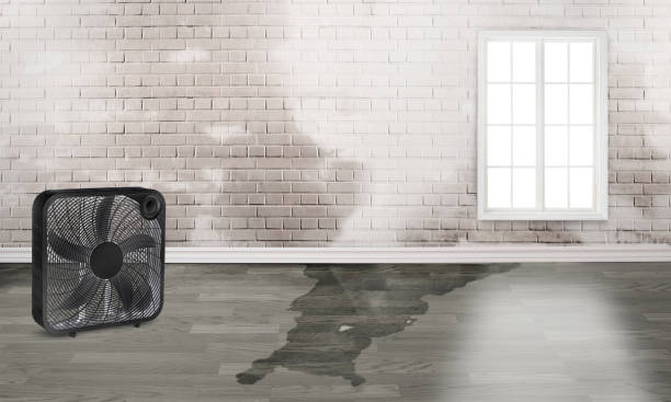 Best Water damage contractors near me  in Mohave Valley, AZ