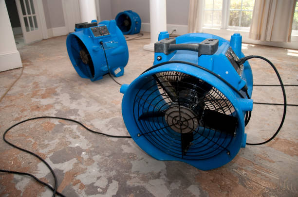 Best Carpet water damage restoration  in Mohave Valley, AZ