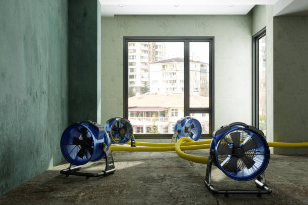 Best Professional water damage repair  in Mohave Valley, AZ